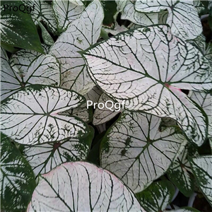 19usd Ngryise 1 Set Caladium bicolor plant