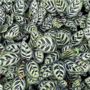 29usd Ngryise 3pcs Set Calathea makoyana plant