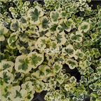 19usd Ngryise 1 Set xueying Hedera nepalensis plant