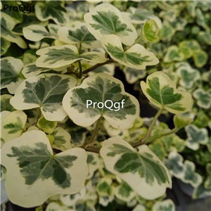 19usd Ngryise 1 Set xueying Hedera nepalensis plant