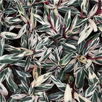 19usd Ngryise 1 Set   Ctenanthe oppenheimiana plant