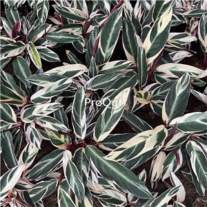 19usd Ngryise 1 Set   Ctenanthe oppenheimiana plant