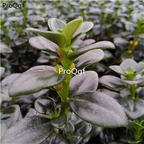 19usd ngryise 1pcs Nematanthus wettsteinii plant