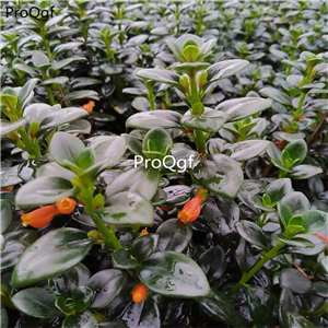 19usd ngryise 1pcs Nematanthus wettsteinii plant