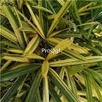 19USD Ngryise 500Pcs A Set   gold leaf Trachycarpus fortunei SEED