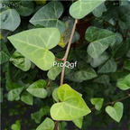 29usd Ngryise 1 Set heart leaf Hedera nepalensis plant