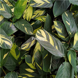 29usd ngryise 1pcs gold Maranta arundinacea plant