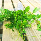 19USD Ngryise 2Pcs A Set zuanshi feicui Chlorophytum comosum PLANT