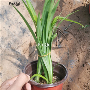 19usd Ngryise 3Pcs A Set three species Chlorophytum comosum plant