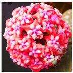 25usd hot Ngryise 5Pcs A Set Hoya carnosa plant