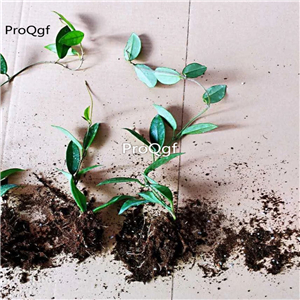 25usd hot Ngryise 5Pcs A Set Hoya carnosa plant