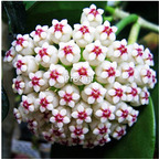 25usd hot rare Ngryise 5Pcs A Set Hoya carnosa plant