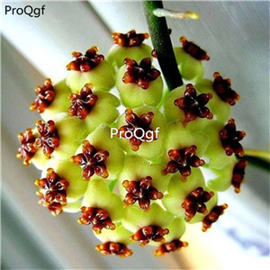 25usd hot rare Ngryise 5Pcs A Set Hoya carnosa plant