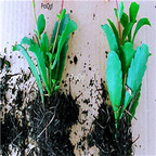 25usd Prodgf 5Pcs A Set Kalanchoe porphyrocalyx plant