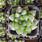 19usd Prodgf 1 Set  sanxianshou haworthia plant
