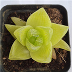 19usd Prodgf 1 Set  huangjin haworthia plant