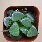 19usd Prodgf 1 Set  ahanhu haworthia plant