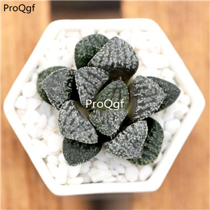 19usd Prodgf 1 Set lanzuan haworthia plant