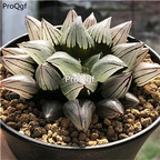 19usd Prodgf 1 Set xiguashou haworthia plant