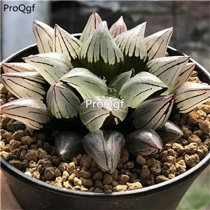 19usd Prodgf 1 Set xiguashou haworthia plant