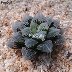 19usd Prodgf 1 Set baidicheng haworthia plant