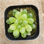 19usd Prodgf 1 Set hupo haworthia plant