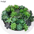 29usd Prodgf 10Pcs A Set Random succulent plant