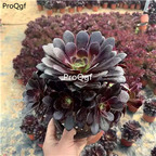 29usd Prodgf 1Pcs A Set many species Aeonium  plant