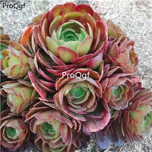29usd Prodgf 1Pcs A Set many species Aeonium  plant