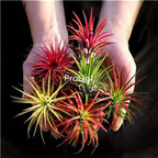 15usd Ngryise 10Pcs A Set Creative Air Pineapple air fern random species plant