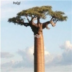 19usd Ngryise 50pcs a set African Baobab seed