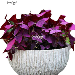 15usd Ngryise 50Pcs A Set Jelly grass purple leaf clover bulb
