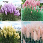 16usd Ngryise 50000Pcs A Set  Pampas seed