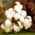 19usd Ngryise 500Pcs A Set cotton tree seed