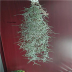 19usd Ngryise 3Pcs A Set Tillandsia air fern Tillandsia usuneoides plant