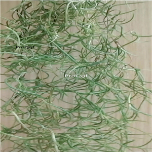 19usd Ngryise 3Pcs A Set Tillandsia air fern Tillandsia usuneoides plant
