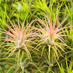 19usd Ngryise 3Pcs A Set pink lady Tillandsia air fern plant