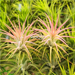 19usd Ngryise 3Pcs A Set pink lady Tillandsia air fern plant