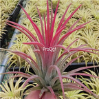 19usd Ngryise 3Pcs A Set red angel Tillandsia air fern plant