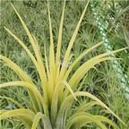 19usd Ngryise 3Pcs A Set yellow angel Tillandsia air fern plant