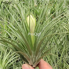 19usd Ngryise 2Pcs A Set yingye duoguohua Tillandsia air fern plant