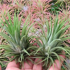 19usd Ngryise 2Pcs A Set lupula Tillandsia air fern plant