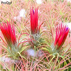 19usd Ngryise 3Pcs A Set huojian jingling Tillandsia air fern plant