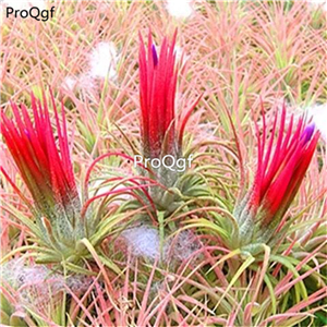 19usd Ngryise 3Pcs A Set huojian jingling Tillandsia air fern plant