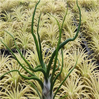 19usd Ngryise 3Pcs A Set octopus Tillandsia air fern plant