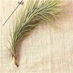 19usd Ngryise 3Pcs A Set fox tail Tillandsia air fern plant