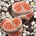 25usd Ngryise 5Pcs A Set hongchuangyu plant