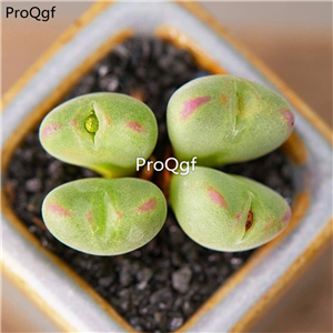 25usd Ngryise 5Pcs A Set  Conophytum koudi plant