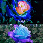 19usd Ngryise 2000pcs a set Blue Pink Flower rose seed