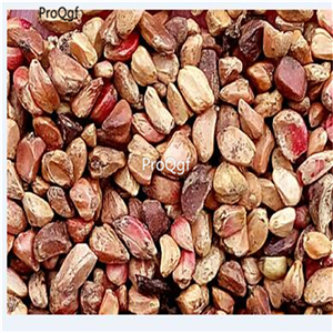 19usd Ngryise 2000pcs a set Blue Pink Flower rose seed